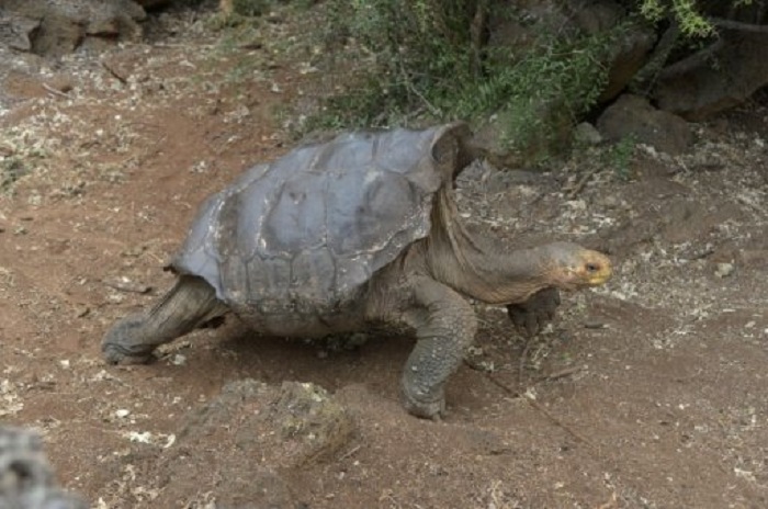 Sexploits of Diego the Tortoise save Galapagos species